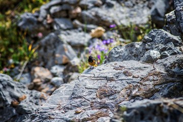 bird on the rock. bird in the mountains