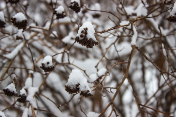 berries on burning bush branch covered with snow, close up