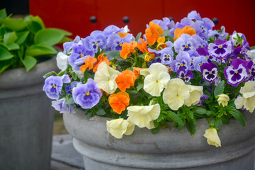 Bucket with colorful viola flowers, spring season in Netherlands, garden decoration
