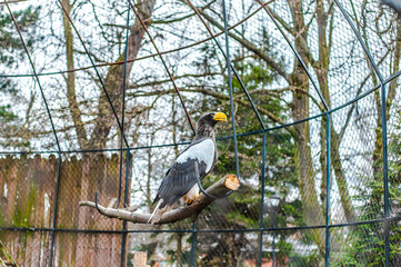 Giraffes live in their aviary in an outdoor zoo
