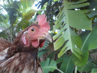 Poulette sous feuilles de bananier