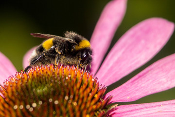 bumblebee on a flower