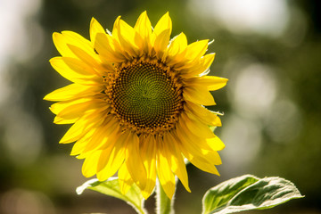 sunflower in the garden