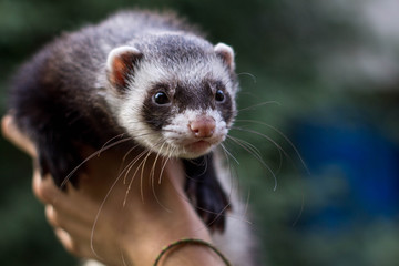 ferret on a background