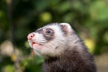 ferret on the grass