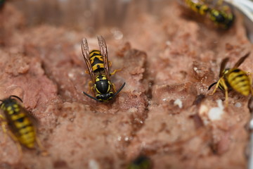 wasps on cat food