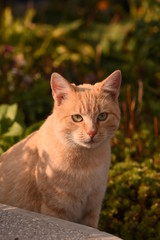 redhead striped cat