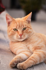 Fototapeta na wymiar redhead striped cat