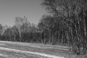 Obraz premium Winter rural landscape with trees and busches covered by snow