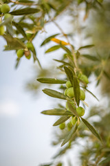 old olive tree with olives for oil production