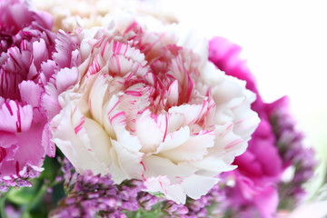 weiße Blüte der Nelke mit rosa Rand zum Muttertag