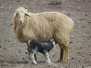 Овца и ягнёнок. Степь и ягнята.