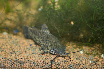  fishes in the aquarium