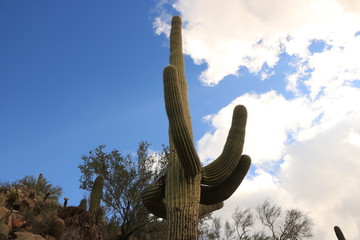 Saguaro against a blue arizona sky with clouds