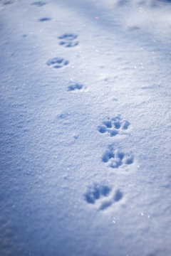 Paw prints in snow.