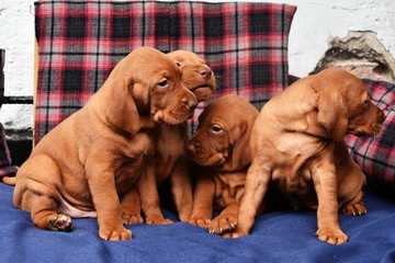 Four  Hungarian Vizsla dog puppy on a wicker crate