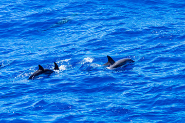 Obraz premium Swimming school of Dolphins