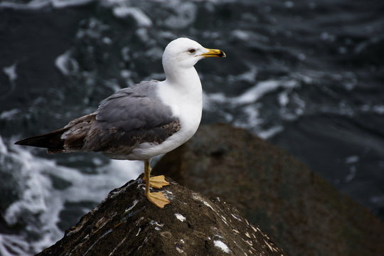 gull, pescarus,M&ouml;we, gabbiano,in Constanta ,Romania
