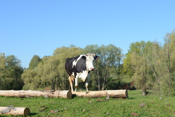 пастбище коров в деревне