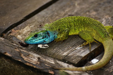 lizard curious in grass,guster,Lacerta trilineata