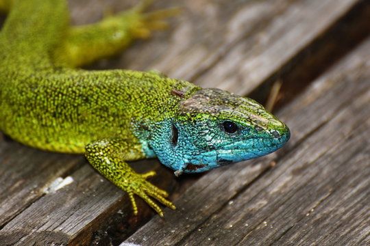 lizard curious in grass,guster,Lacerta trilineata