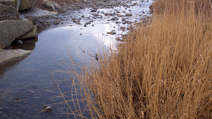 Stream to the sea passing through reeds and over stones