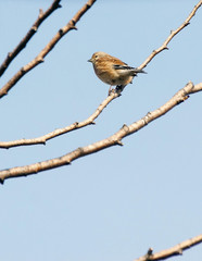 Common Linnet