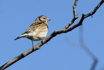 Common Linnet