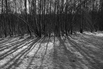 Winter snow forest landscape rural nature