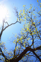 Spring