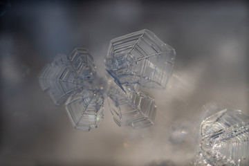 Eiskristalle durch Raureifbildung nach einer frostigen Nacht, gefrorenes kondensiertes hexagonal kristallisiertes Wasser, Raureifbildung durch Resublimation