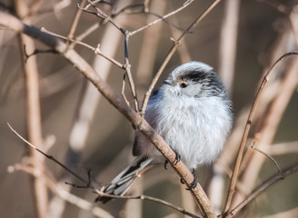 Fototapeta premium Sikora ogonowa na gałęzi
