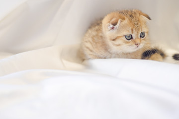 Cute cat play on white fabric