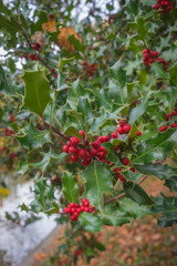 Obraz premium Paris, France - 11 03 2018: Neighborhood of Villette. The park Buttes-Chaumont. christmas holly