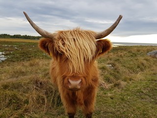 Vaca de las tierras altas, highlands