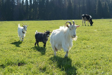 goats in the village