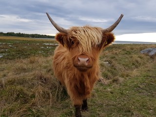 Pelo de vaca de las tierras altas, highlands