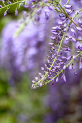 Spring blossom of purple wisteria plant