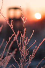 Winter landscape with dry frozen grass on the background of snow covered plain, blue sky and orange sun at sunset. Beautiful natural scenery. Selective focus