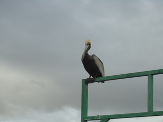 Pélican à l'embarcadère