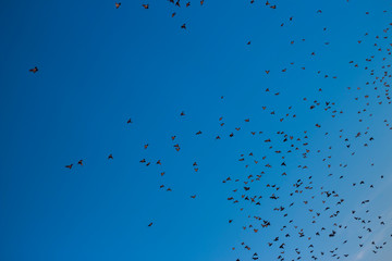 a flock of birds flying in the blue sky