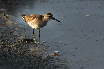 Wood Sandpiper.