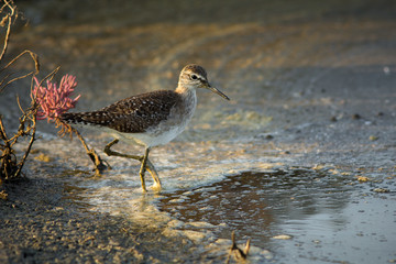 Wood Sandpiper.