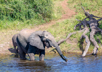 Fototapeta premium Elephants bathing and playing in the water of the chobe river in Botswana