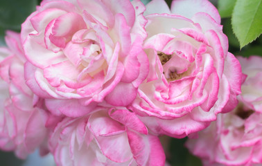 Obraz premium Natural pink roses background