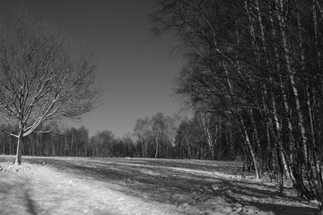 Young Forest and fields like at Scotland during winter Season with snow.