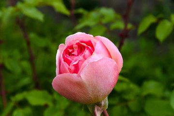 Beautiful pink rose like a ball
