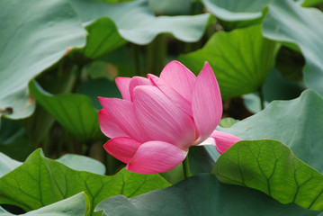Lotus Flower in Shanghai