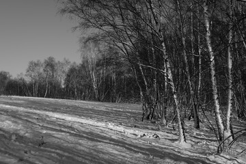 Young Forest and fields like at Scotland during winter Season with snow.