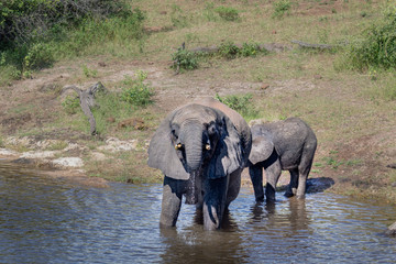 Elephants bathing and playing in the water of the chobe river in Botswana